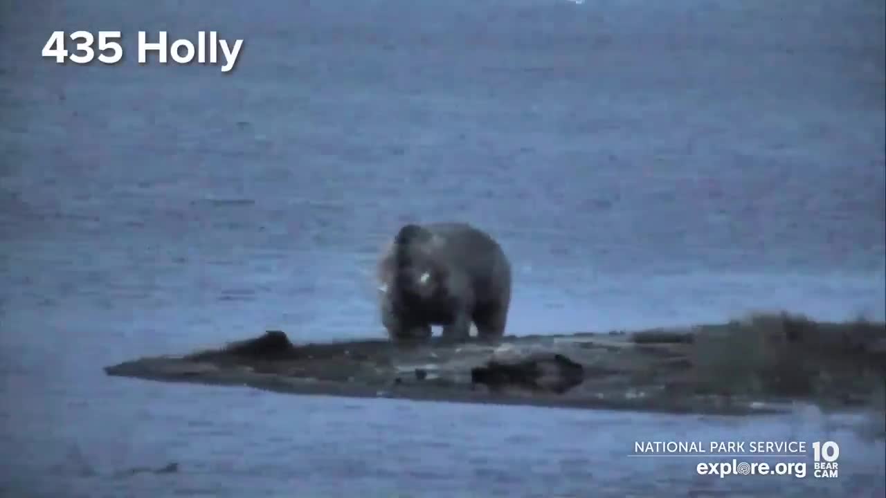 32 Chunk, 435 Holly and More are Back for the Fall Feast | Best of Bear Cam