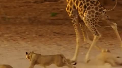 Animals 😻 world 🌎