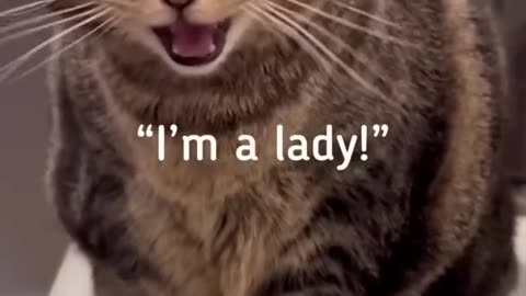 She’s too grown for me to call her “adorable” anymore! #penny #pennythecat