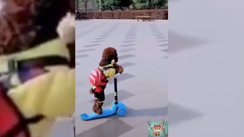 Amazing Pets Funny Moments