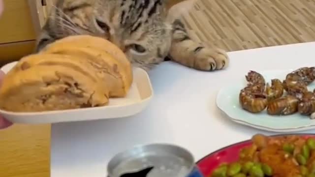 Funny cat videošcute baby cat video for new