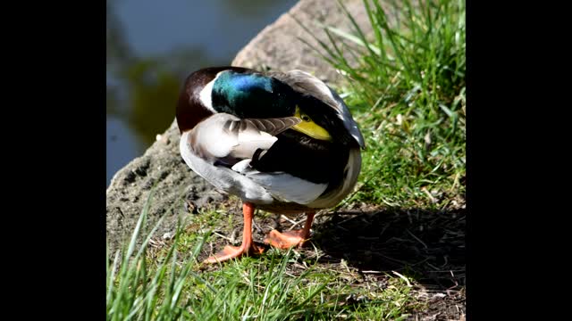 Portraiture of the Mallard Duck!