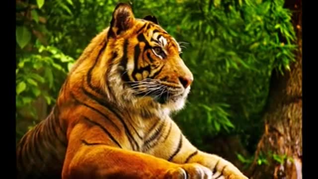 Best Animal Wallpapers