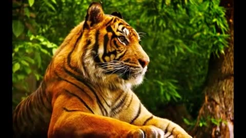 Best Animal Wallpapers