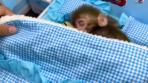 Baby monkey Bon Bon playing with So cute duckling and teddy bear in the bedroom