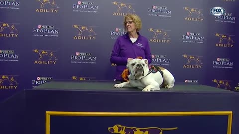 WESTMINSTER DOG SHOW