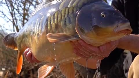 Chris Catching a Scaly Mirror 🤩