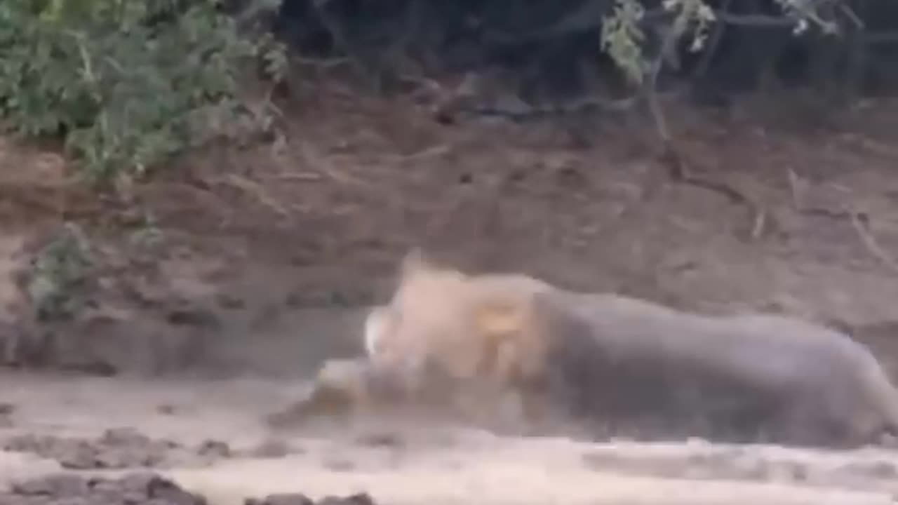 Being Poisoned By A Snake, The Lion Met a Sad Ending #short #Animal Secrets #animals