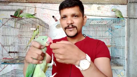 Teach Your Parrot Not To Bite - 100 % Working - Urdu -Hindi - PBI Official_p3