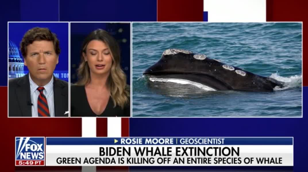 Geoscientist Rosie Moore talks about how the Biden admin's energy policies are putting a critically endangered species of whale at further risk of extinction