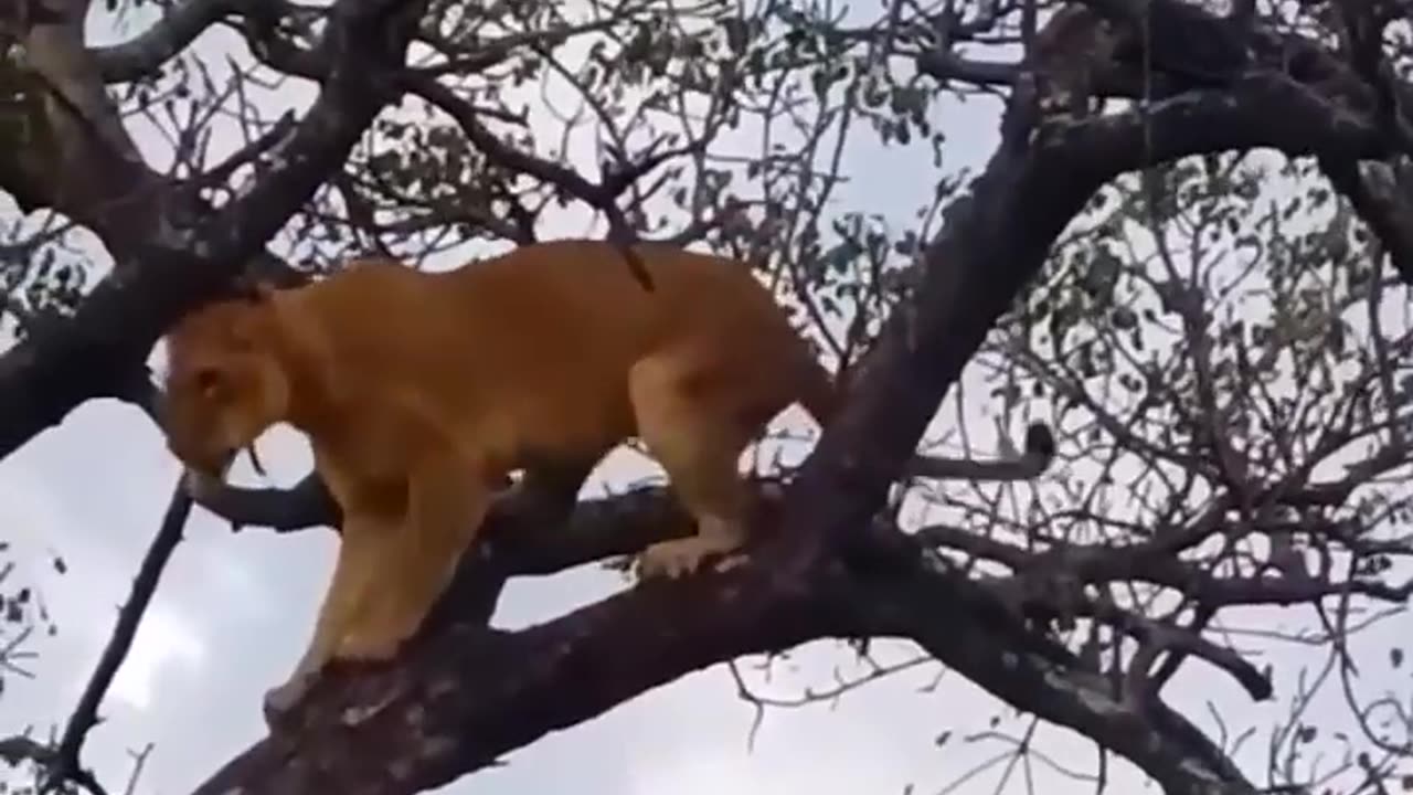 Hungry Lion