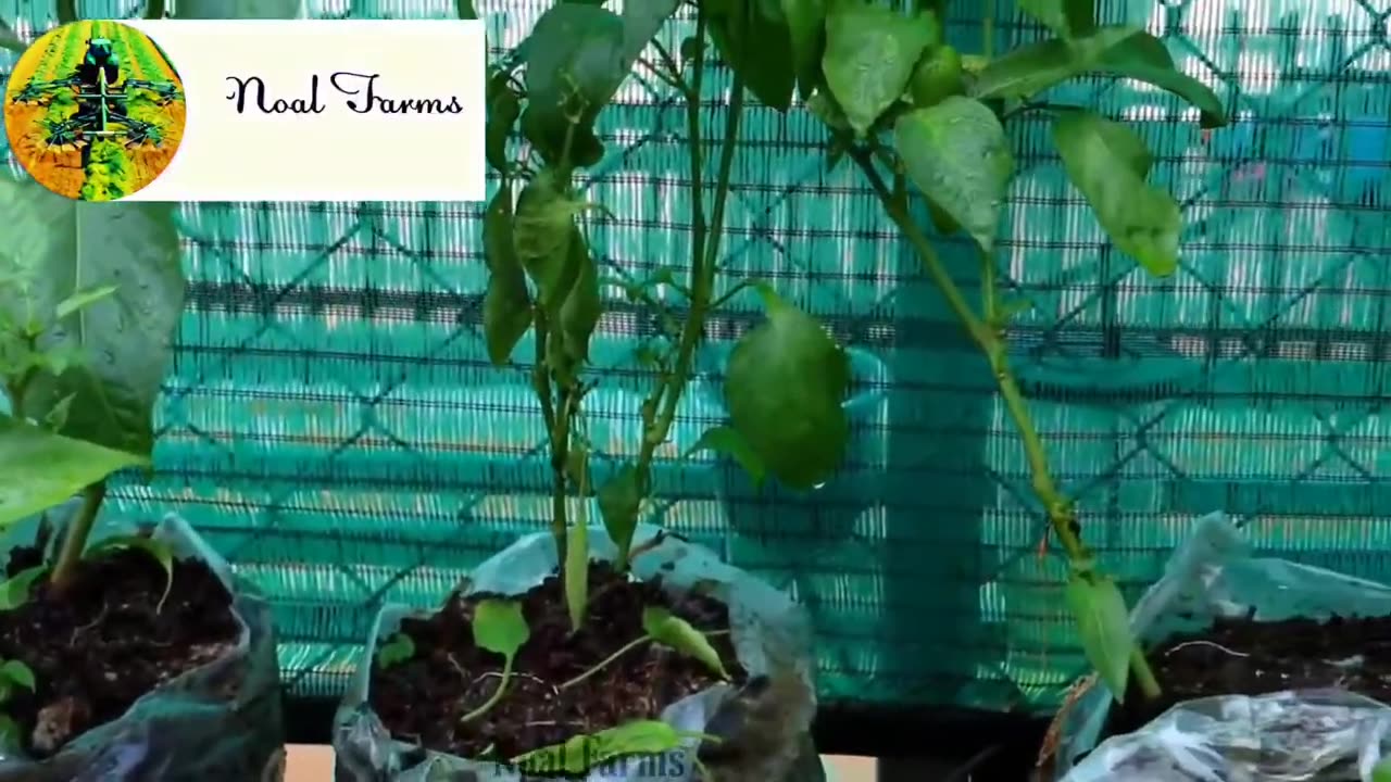 Best way to plant bell peppers (capsicum) in plastic bags