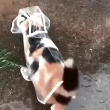 Little baby with rain jacket on