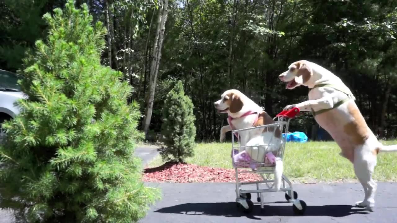 Dogs' Epic Shopping Cart Voyage: Funny Dogs Maymo & Penny