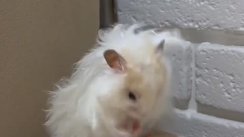 hamster#shorts#hamster#cute#viralvideo