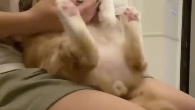 Trending cute animal funny clips 😻😻😻 ! #trending #funny #animals