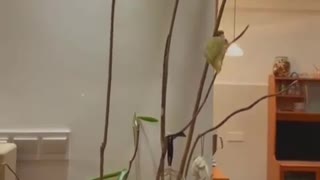 Shaky, I'm afraid the plant will break