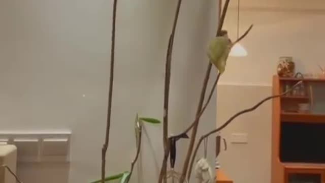 Shaky, I'm afraid the plant will break