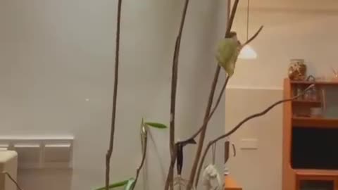 Shaky, I'm afraid the plant will break