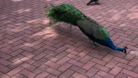Caught This Crow Picking on a Peacock