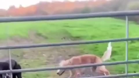 Funny Videos 2022
