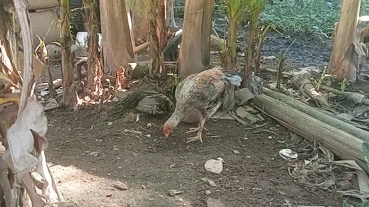 Two siblings in a banana plantation