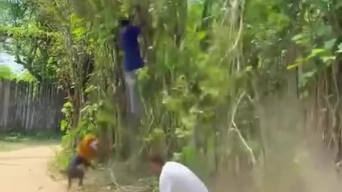 Funny videos