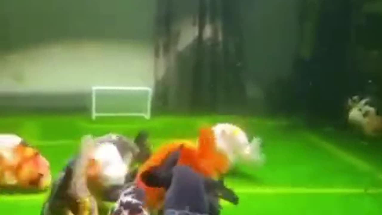 Beautiful Fish Football League #shorts #viral #shortsvideo #video