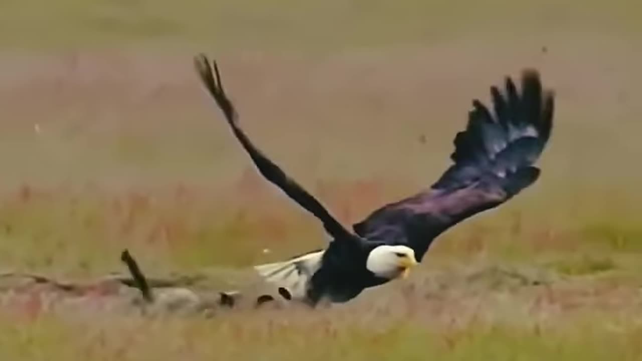 Bird 🕊️