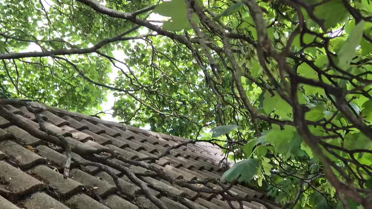 Side garage gutter clear.