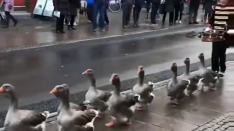 quite a parade 😅🦆