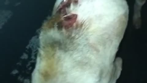 Injured Dog