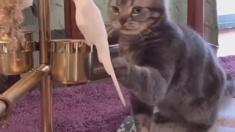 cute cat and bird funny time