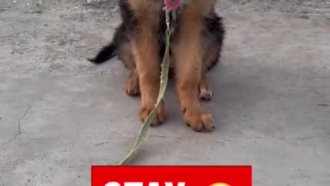 German shepherd puppy dog 🐕 Learn !! Sit and down practice 🔥