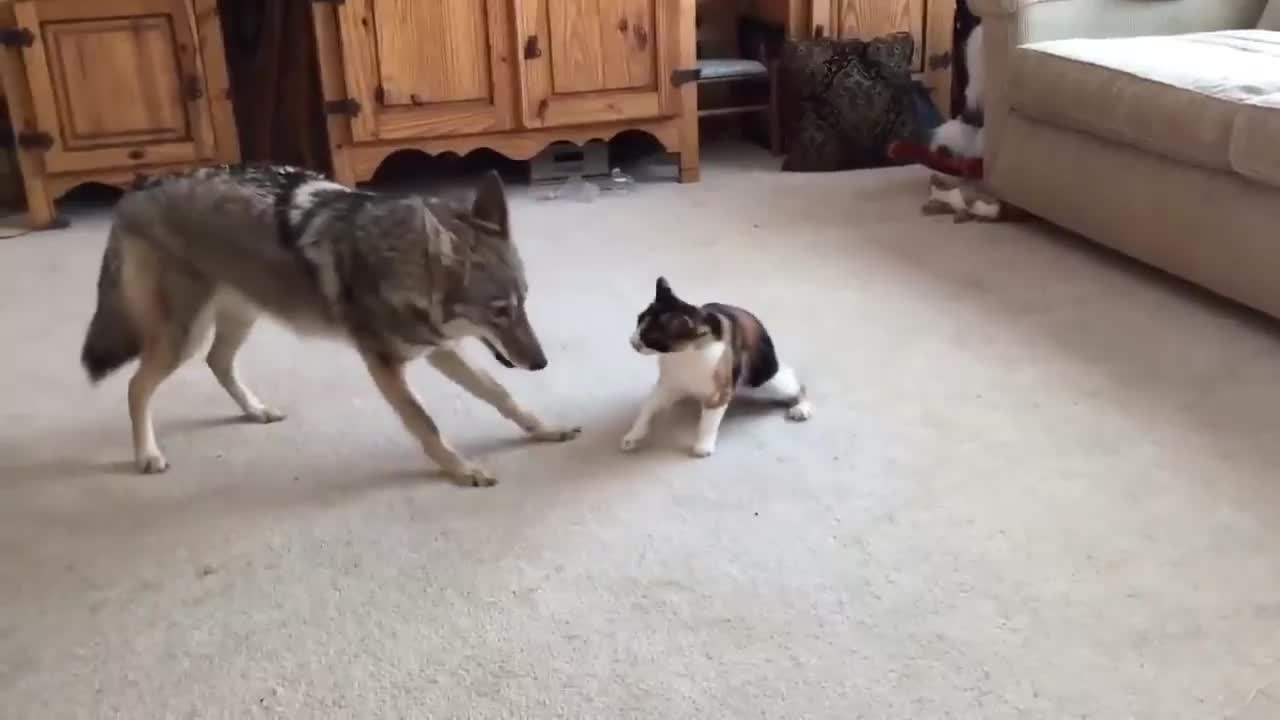 Tame coyote wholesomely playing with the cat it grew up with.