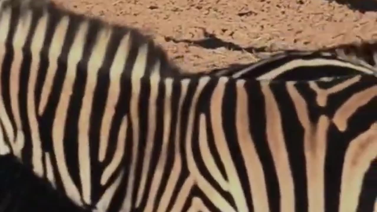 elephant\zebra