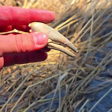 Crab claws found on a sandy river bank.