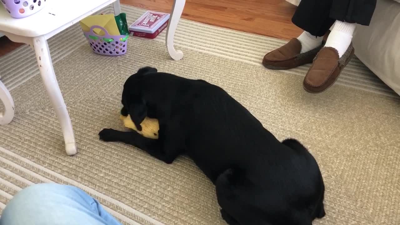 Sweet Doggy Loves Stuffed Animal Easter Gift