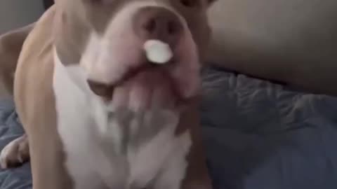 Funny pets videos 2023 🤣🤣