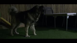 Caucasian Shepherd Monster