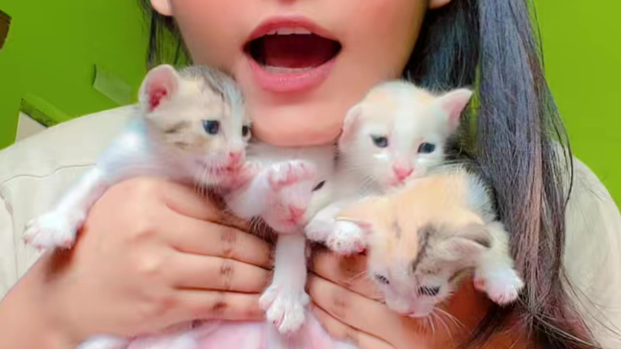 cute cat