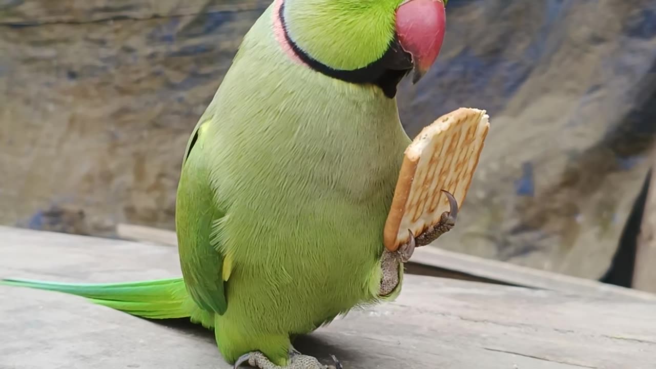 Best moment made this parrot