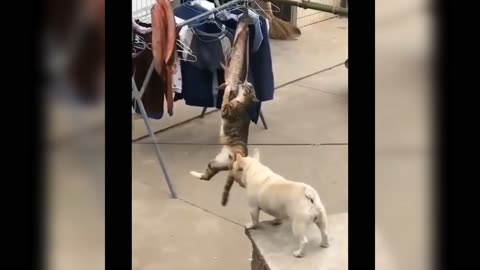 Funniest cat and dogs video 😂