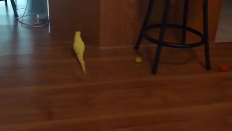 SASHA, My Indian Ringneck Parakeet Talking To HIS Toys ~~~~~ :-)