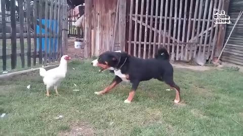 funny animals