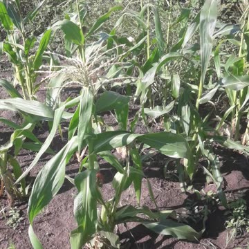 Young corn