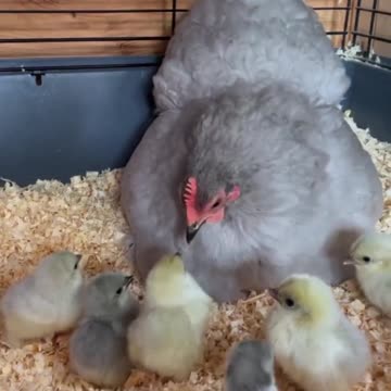 Today’s class is learning how to peck 🤣