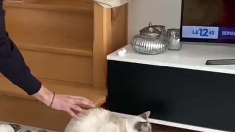 Funny cat