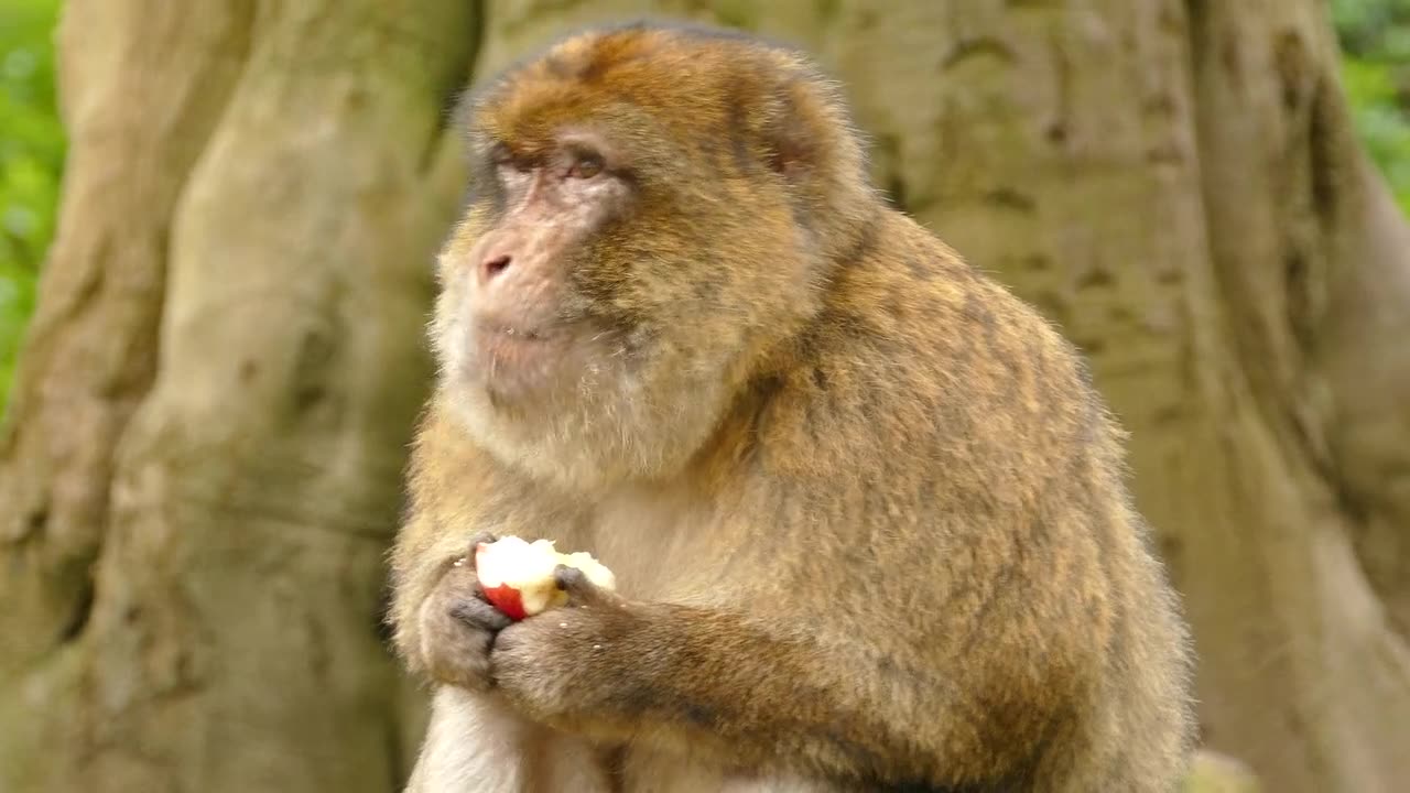 Monkey Video