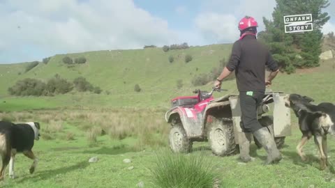 Sheep and Beef Farm – Telling New Zealand’s Positive Farming Story _ On Farm Story